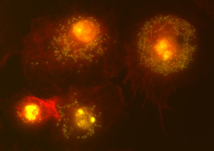 Cells of the Fruit Fly with <I>Wolbachia</I> Bacteria