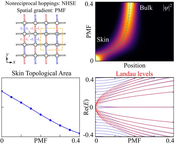 Pseudomagnetic suppression of non-Hermitian skin effect