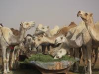 Camels Feeding, Saudi Arabia, April 2013