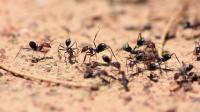 Ants Meeting Non-Nest Mates