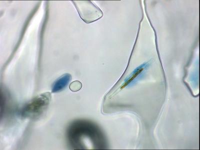 Algae Individual