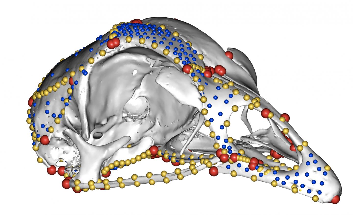 Graphic of a Chicken Skull