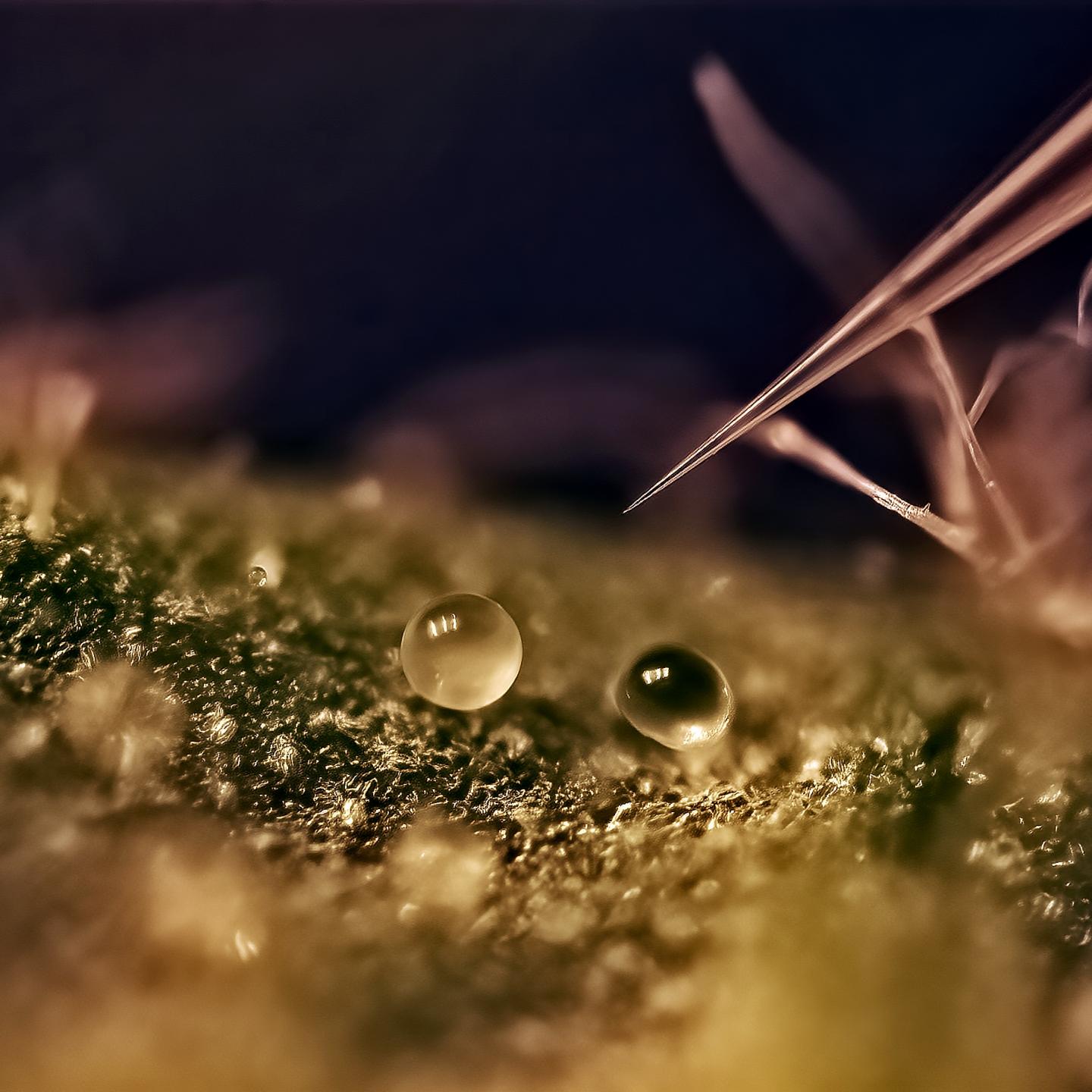 Autonomous extraction of plant metabolites 1