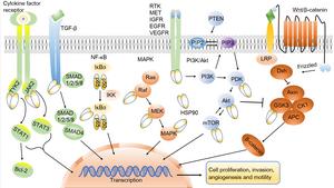 HSP90, clients and typical events in cancer