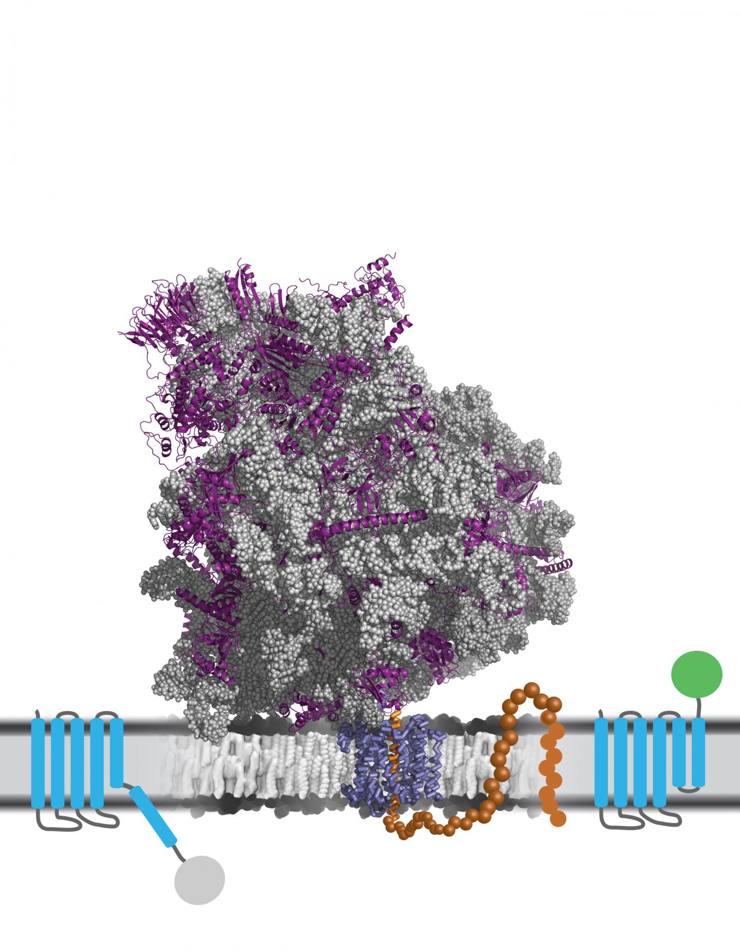 Simulating Membrane Protein Insertion