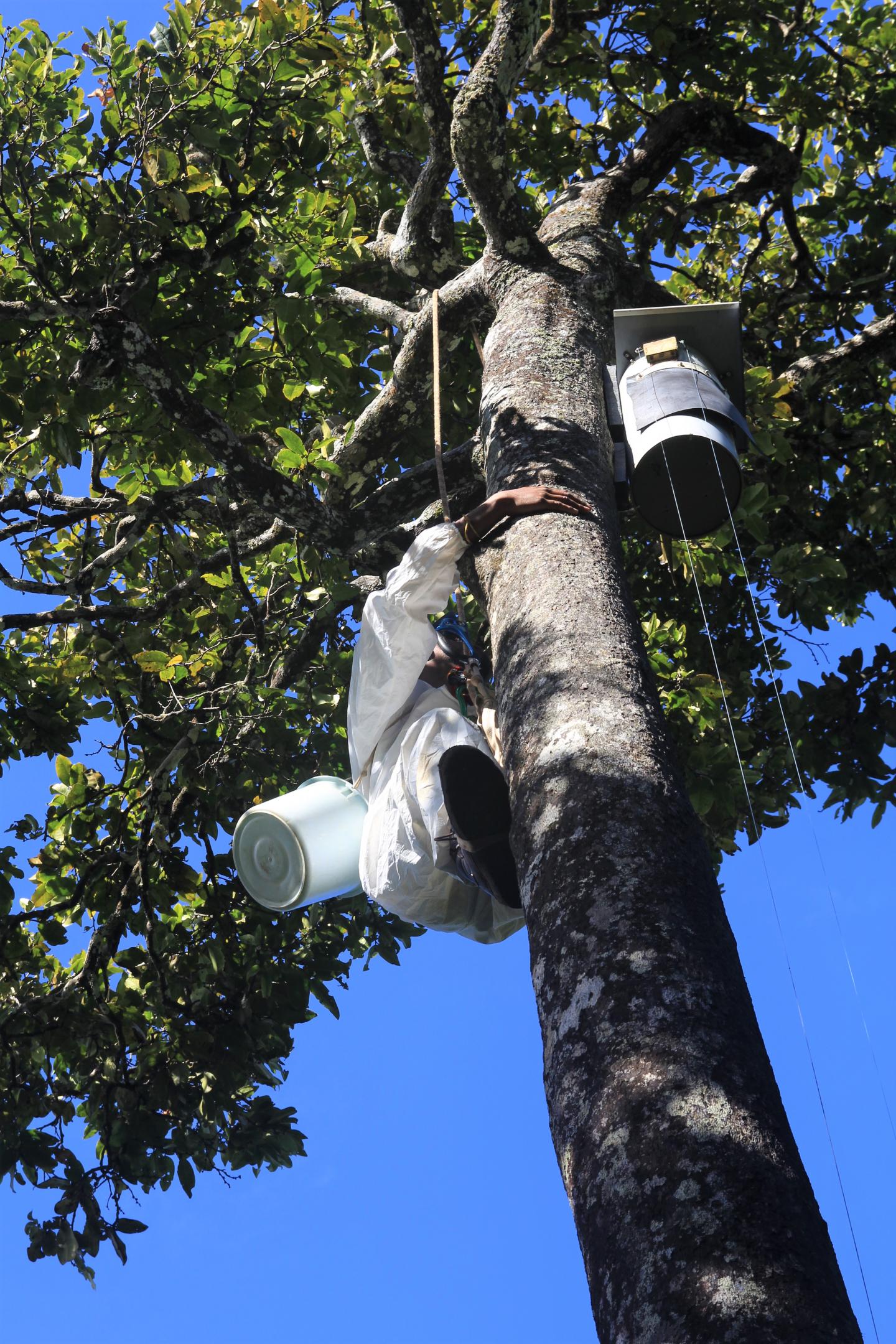Field Staff Accessing a Parakeet Nest Site