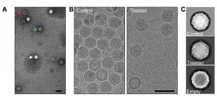 Enteroviruses