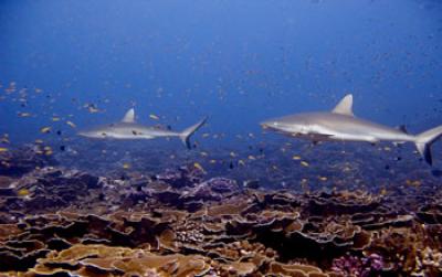 Sharks and Smaller Fish in a Coral Reef