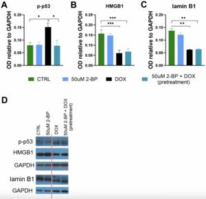 2-Bromopalmitate treatment attenuates senescence phenotype in human adult cells - possible role of palmitoylation