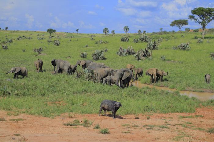 Older African elephants will be most severely affected by the changing climate