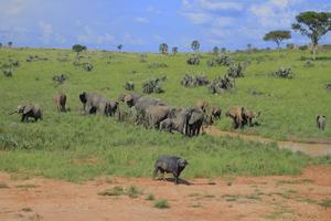 Older African elephants will be most severely - Vimarsana News