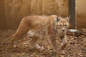 Lynx relocation
