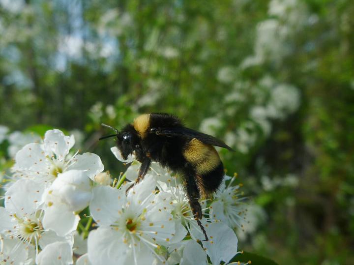 Yellow-banded bumblebee
