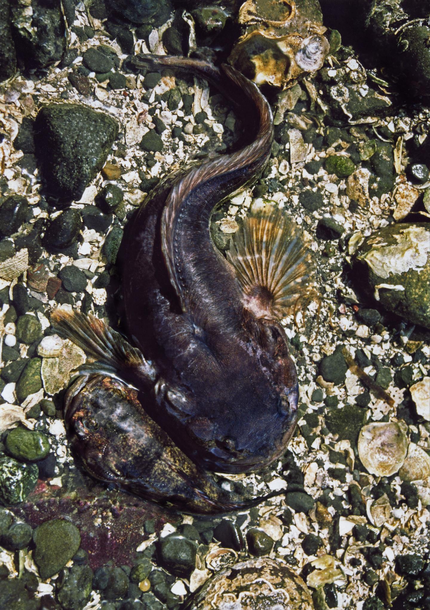 Pacific Midshipman Fish Humming (1 of 2)