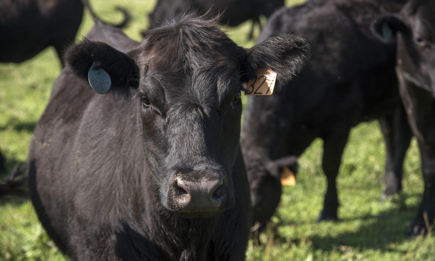 Photo of Cows Grazing