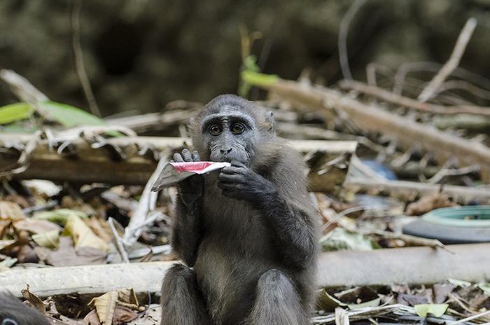 Sulawesi moor macaques in Indonesia.