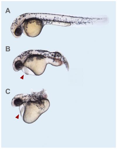 Zebrafish Embryo at 6 Days of Development