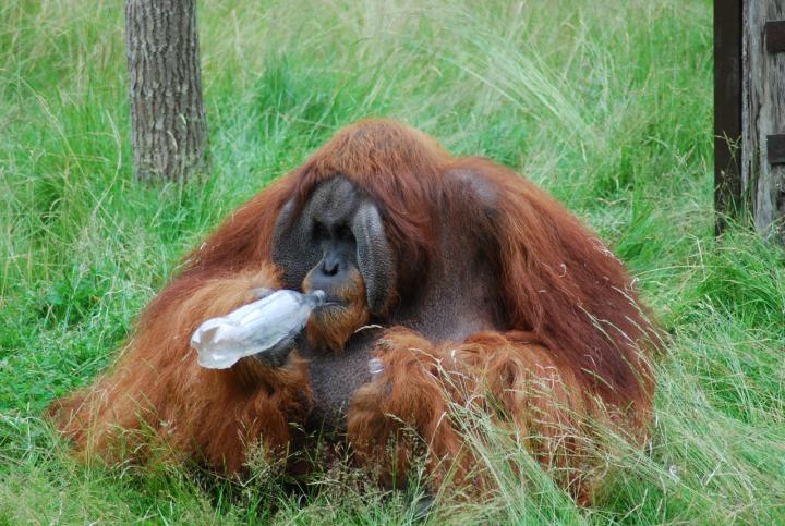 Orangutan Able to Guess a Taste Without Sampling It, Just Like Us