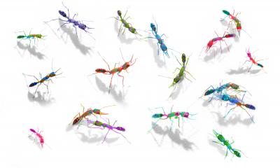 Ants’ Coat of Many Odors