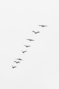 Geese Flocking Together