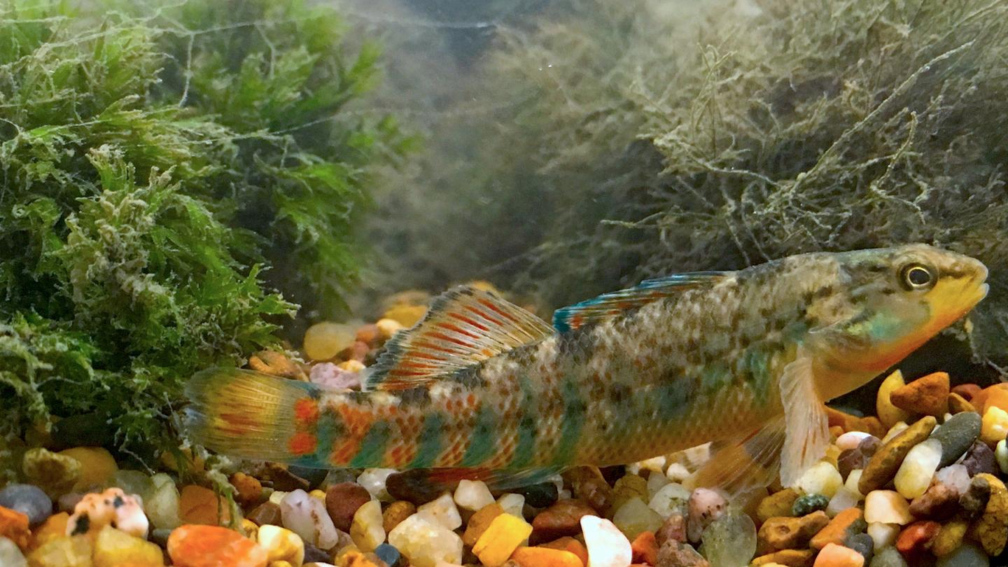 Study: In darters, male competition drives ev | EurekAlert!