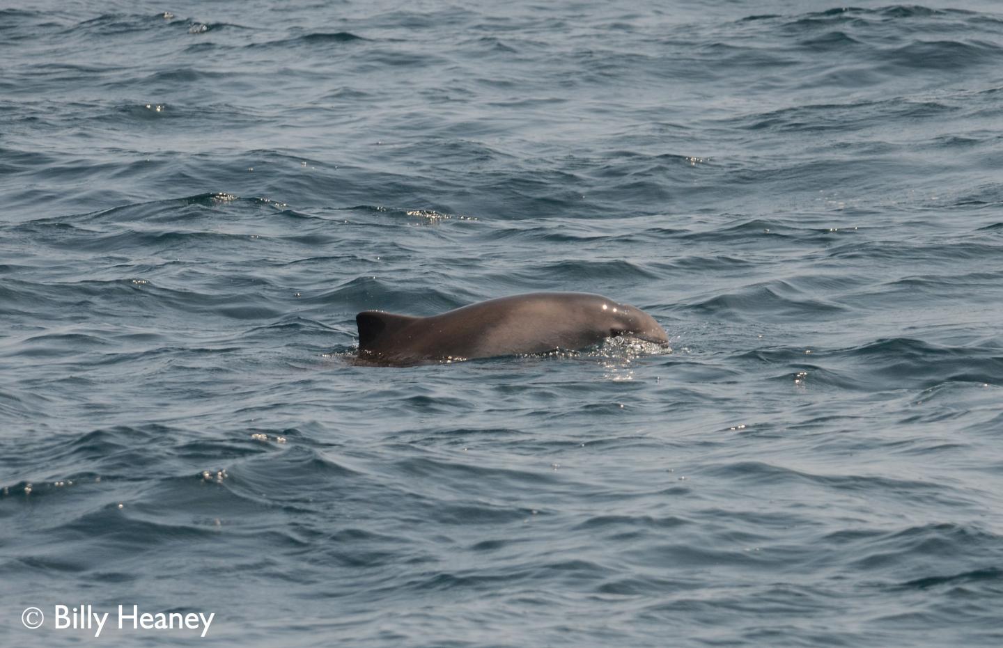 Harbour porpoise