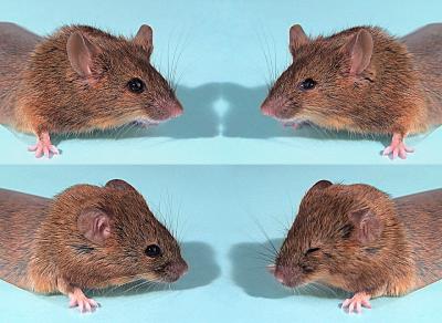 Reconstructed Ancient Gene Saves Mouse From Lack of Knocked-Out Gene