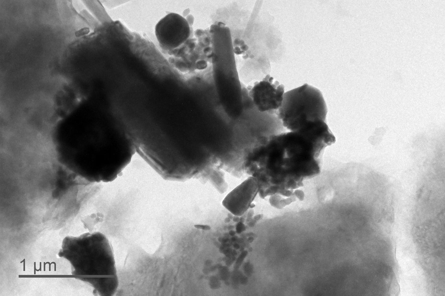 Transmission electron microscopy image of giant magnetofossils from Wilson Lake sediments.