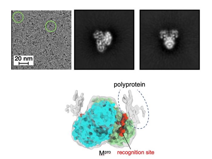 Structural images of Mpro and polyprotein complex
