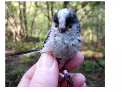 Long-tailed Tit