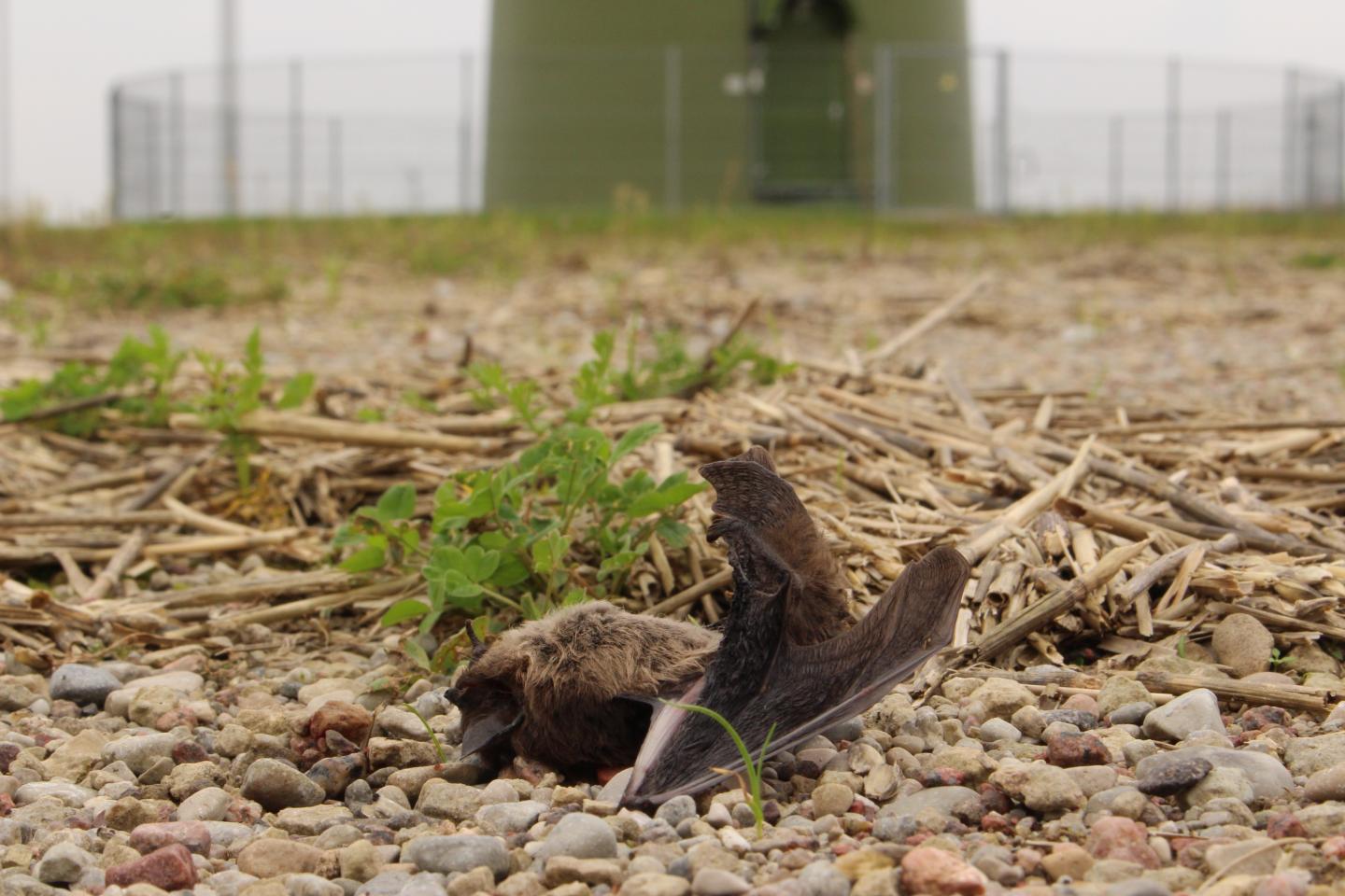 Nathusius' Bat (<i>Pipistrellus nathusii</i>) Killed by a Wind Turbine
