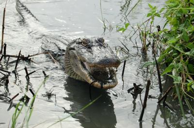 American Alligator