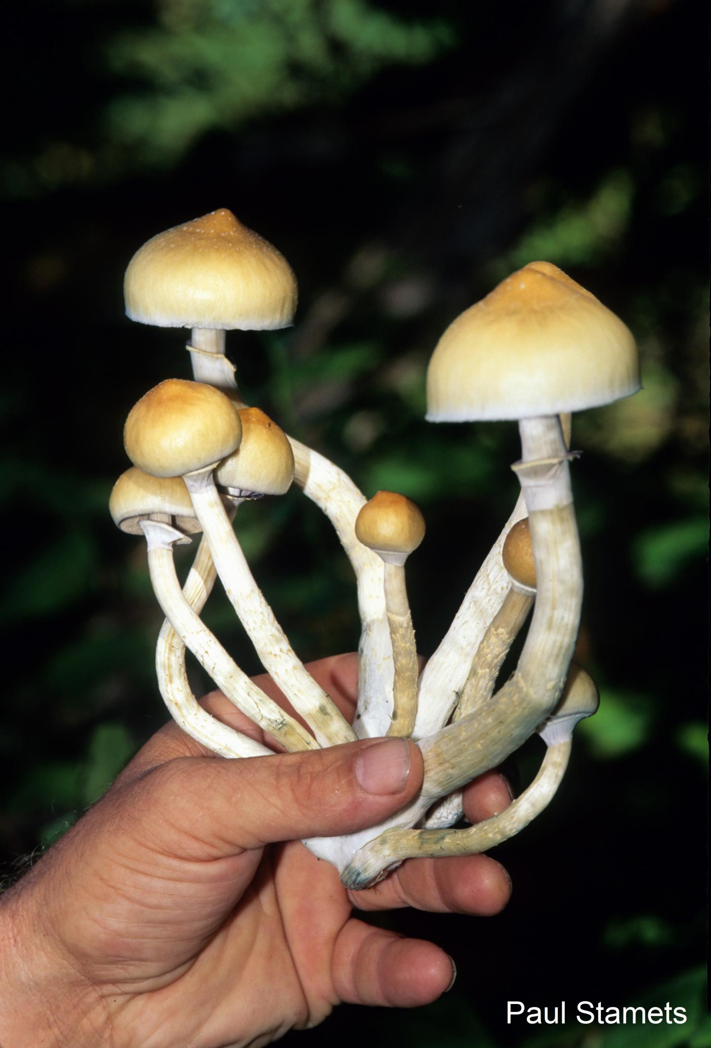 <em>Psilocybe cubensis</em>, a Common Variety of Psilocybin-Containing Mushroom