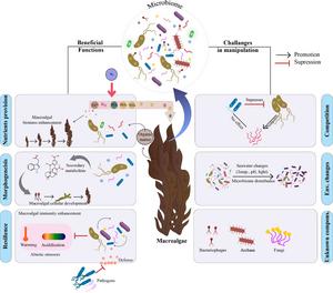 Illustration showing the overview of seaweed-associated microbes,  their beneficial functions functions that shape seaweed health and resilience against pathogens and environmental change.