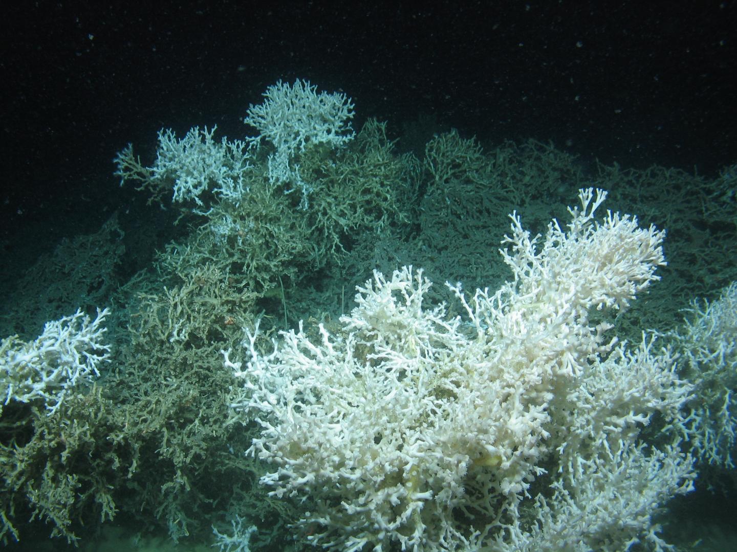 <em>Lophelia pertusa</em> Reef