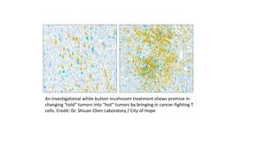 An investigational white button mushroom treatment shows promise in changing “cold” tumors into “hot” tumors by bringing in cancer-fighting T cells.