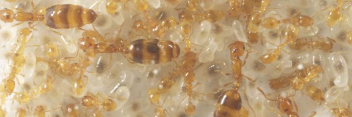 Queen and Worker Ants