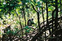 Colobus in Mangrove