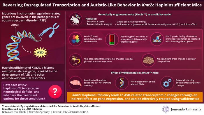 Link between transcriptomic dysregulation and autism spectrum disorder.