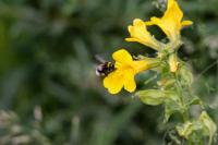 Native Bumblebee Visiting Invasive Monkeyflowers