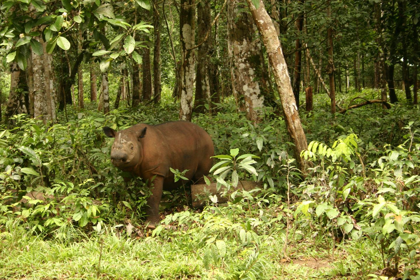 Sumatran Rhino in Forest