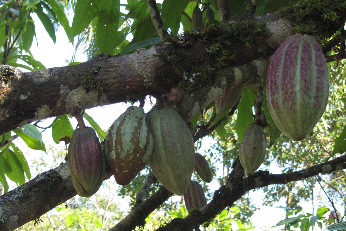 Cocoa Plantation