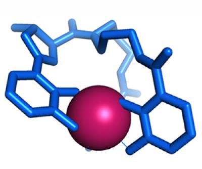Siderophore Holding Iron