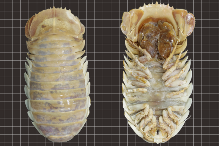 Image of a new species of Bathonymus, deep-sea isopods