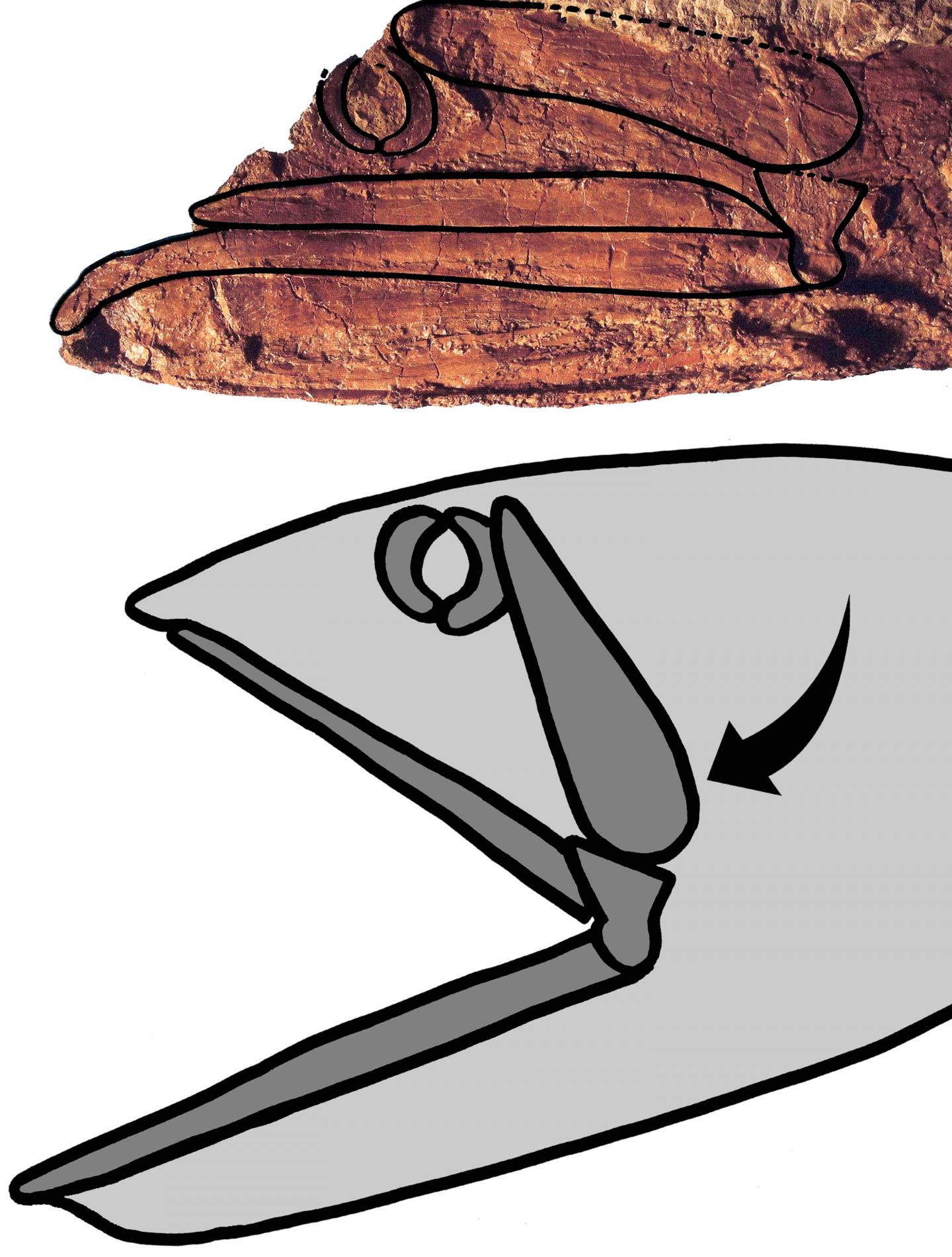 <I>Rhinconichthys</I> Jaws