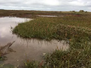 Spartina anglica growing on the Norfolk coast