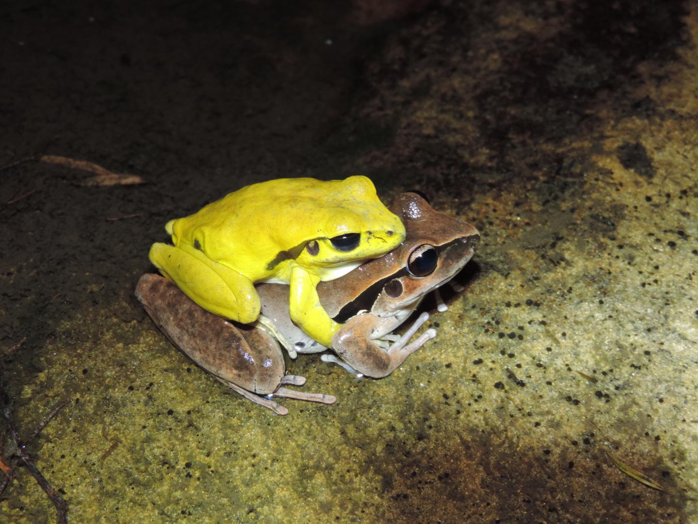 Mating Wilcox's Frogs (<i>Litoria wilcoxii</i>) With the Male (Yellow) In Display Coloration