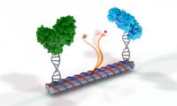 A New Achievement in the Fast-Growing Field of DNA Nanotechnology