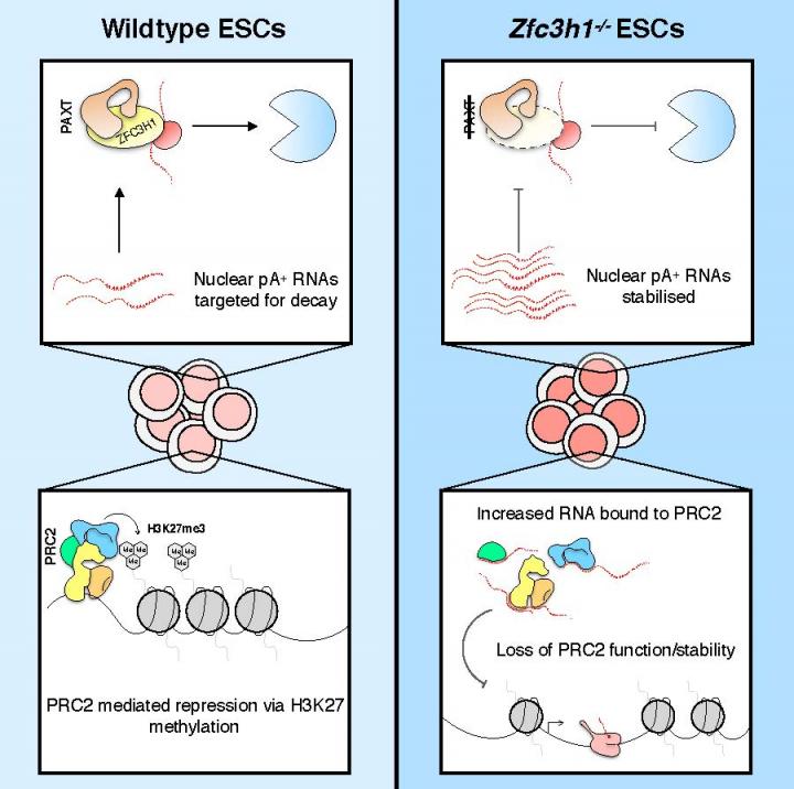 Functional Link between Nuclear RNA Decay & Transcriptional Control by Polycomb Repressive Complex 2