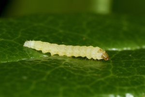 Final instar larva of the alpine rose leaf-miner moth on Rhododendron ferrugineum in Ardez